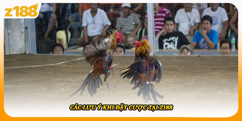 Các lưu ý khi đặt cược tại Z188