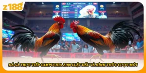 Đá Gà Trực Tiếp Campuchia Z188 Luật Đấu Và Hình Thức Cược Mới